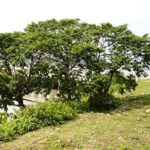 10 Trema orientalis Seeds ~ Pigeon Wood Tree Seeds - Indigenous