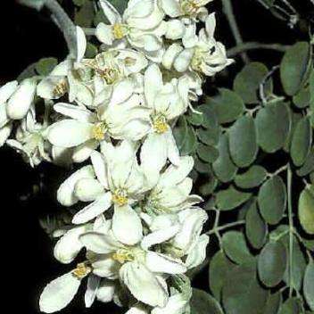 Moringa oleifera Seeds - Miracle Tree or Drumstick Tree Seeds - Edible Medicinal Vegetable Tree