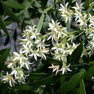 Loxostylis alata Tree Seeds ~ Tarwood, Wild pepper tree, Teerhout, Tierhout - Indigenous