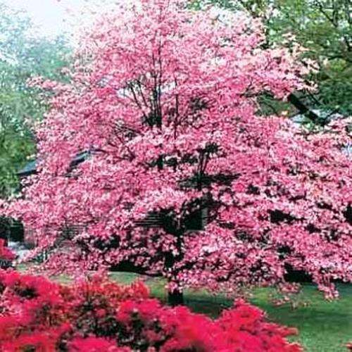 Cornus kousa var chinensis 'rosa' Tree Seeds - Chinese Dogwood Seeds