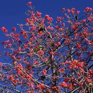 10 Brachychiton discolor, Lacebark Tree Seeds