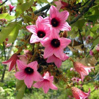Brachychiton discolor, Lacebark Tree Seeds