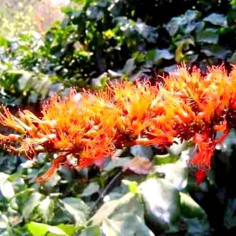Combretum paniculatum Tree Seeds ~ Bushwillow, Flame creeper, Burning bush, Vlamklimop - Indigenous