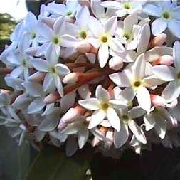 Bushman's Poison Arrow Plant Seeds Acokanthera oblongifolia RARE TREE SEEDS - Indigenous