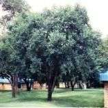 10 Pink Ivory - Berchemia zeyheri Tree Seeds - Indigenous - Edible Fruit