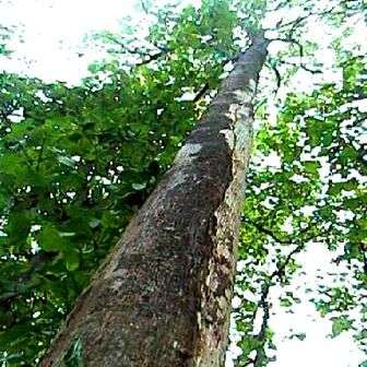 10 Afzelia quanzensis Seeds - Ethnobotanical Aphrodisiac - Indigenous South African Native Tree