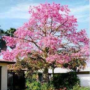 10 Chorisia speciosa, Kapok Tree or Floss-Silk Tree Seeds - Ceiba speciosa