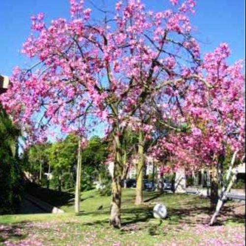 Chorisia speciosa, Kapok Tree or Floss-Silk Tree Seeds - Ceiba speciosa