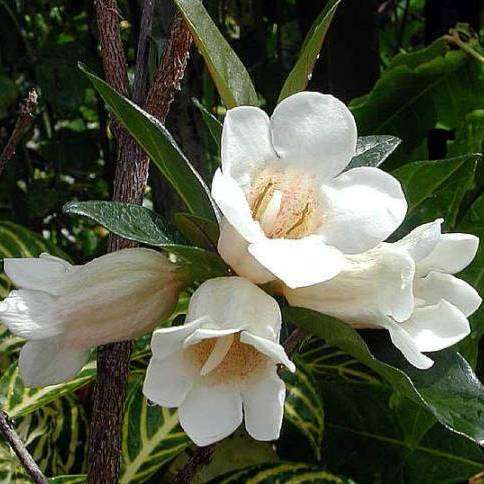 Rothmannia globosa Seeds ~ September bells, Bell Gardenia - Indigenous Evergreen Medicinal