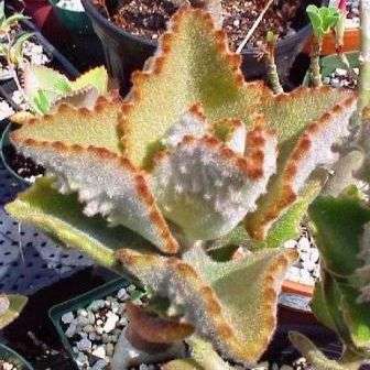 10 Kalanchoe beharensis Seeds or Elephant's Ear Kalanchoe - Indigenous Succulents
