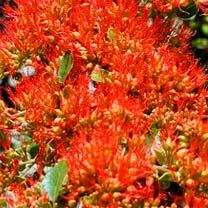 Flame Creeper - Combretum microphyllum Tree Seeds - Indigenous Climber