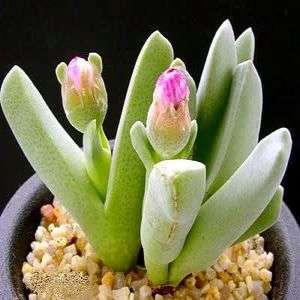 10 Cheiridopsis purpurea Seeds - Indigenous Succulents