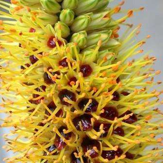 Aloe spicata Seeds - Buy Seeds for Indigenous South African Succulents - Worldwide Shipping