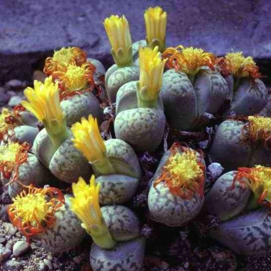 10+ Stoneplant Seeds - Lithops Species Mixed Seeds - Indigenous Succulents