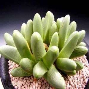 10 Argyroderma fissum Seeds - Indigenous Succulents from Knersvlakte