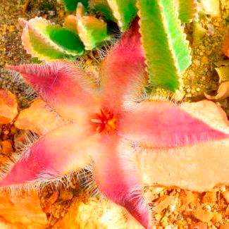 Stapelia grandiflora Seeds - Indigenous South African Succulents - Flat Ship Rate