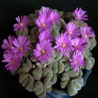 10 Gibbaeum species mixed Seeds - Indigenous Succulents