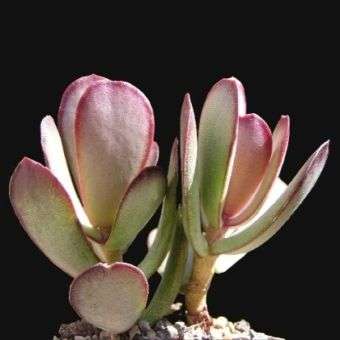 Adromischus sphenophyllus Seeds - Indigenous Succulents
