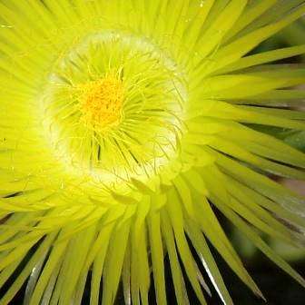 Conicosia pugioniformis ssp pugioniformis Seeds - Indigenous Succulents