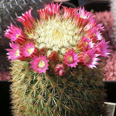 5 Mammillaria ruestii Cactus Seeds For Sale in South Africa + Get FREE Seeds - Succulents