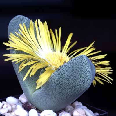 Pleiospilos bolusii Seeds - Liverplant or Mimicry Plant - Indigenous Succulents Psychoactive