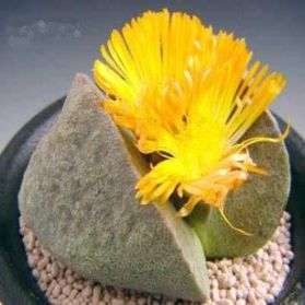 20 Pleiospilos bolusii Seeds -Liverplant or Mimicry Plant- Psychoactive Indigenous Succulent Mesemb