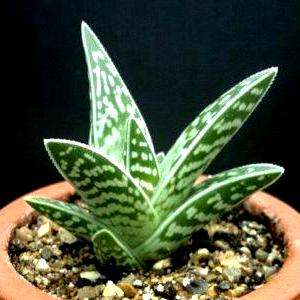10 Aloe variegata (Partridge Breast Aloe) Seeds - Indigenous Succulents