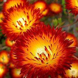 10 Orange ice-plant - Drosanthemum speciosum Seeds - Indigenous Succulents