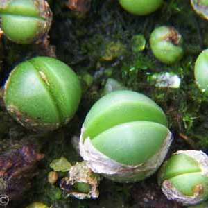 10 Argyroderma patens Seeds - Indigenous Succulents from Knersvlakte South Africa