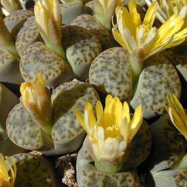 10 Lithops bromfieldii var insularis Seeds - Stoneplants - Indigenous South African Succulent Seeds