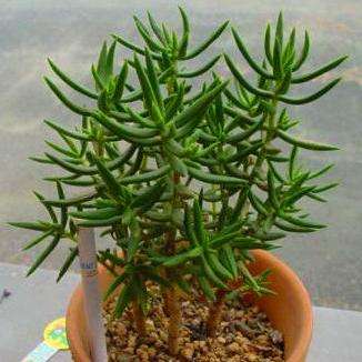 Crassula tetragona Seeds - Miniature Pine Tree - Indigenous Succulents