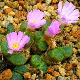 Conophytum subfenestratum Seeds - Buy Seeds for Conophytums In South Africa - Indigenous Succulents