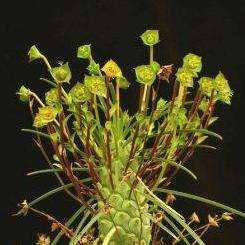 5 Euphorbia clava Seeds ~ Indigenous South African Succulents For Sale in South Africa