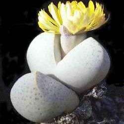 20 Dinteranthus wilmotianus RARE SEEDS - Indigenous South African Succulents