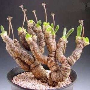 10 Monilaria moniliformis Seeds - Indigenous South African Native Succulent - Insured Flat Ship Rate