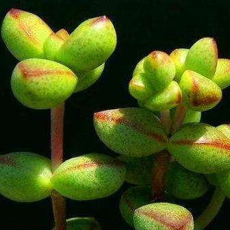 10 Crassula brevifolia Seeds - Indigenous Succulents