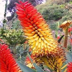 Aloe africana Seeds - African Aloe - Indigenous Succulents