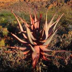 Aloe comosa Seeds RARE - Indigenous Succulents