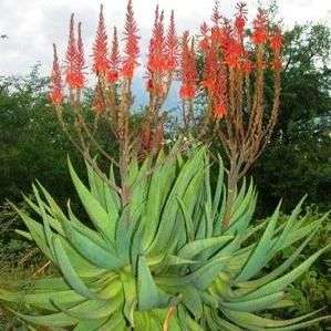 10 Aloe littoralis Seeds - Indigenous Succulents