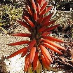 Aloe melanacantha Seeds - Indigenous Succulents