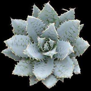 Aloe mitriformis Seeds (Sow Autumn - Winter) - Indigenous Succulents