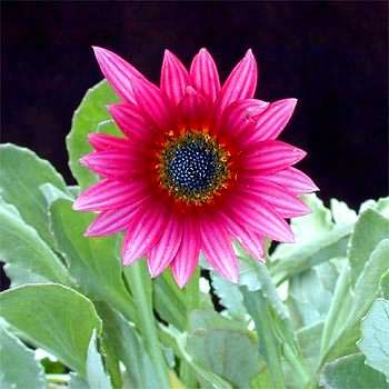 Arctotis acaulis Seeds - HUGE RANGE - Indigenous South African Annual Seeds