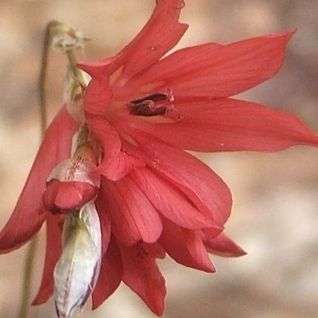 Dierama igneum Seeds ~ Flowering Bulbs Seeds - Indigenous