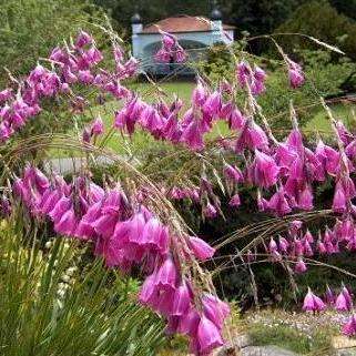 10 Dierama pulcherrimum Seeds ~ Angel's fishing rod Seeds - Indigenous Bulbs Seeds