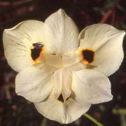Dietes bicolor Seeds - Indigenous Bulbs Seeds