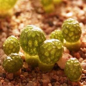 5 Diplosoma luckhoffii Seeds - Duckfoot mesemb - Succulents Indigenous to South Africa