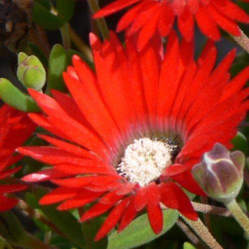 Red ice-plant- Drosanthemum speciosum Seeds - Indigenous Succulents