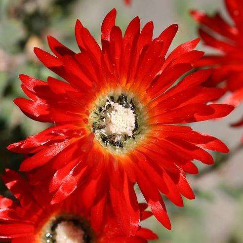 Red ice-plant- Drosanthemum speciosum Seeds - Indigenous South African Endemic Succulent Shrub