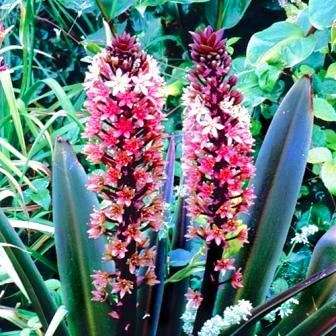 Eucomis comosa Seeds - Indigenous Bulbs Seeds
