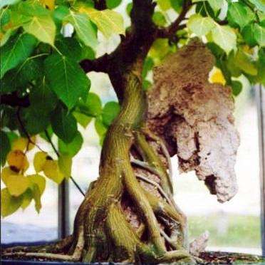 10 Ficus abutilifolia Bonsai Seeds - Indigenous